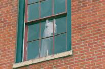 how-much-is-that-horsey-in-the-window